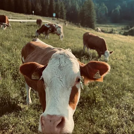 Stubihuettn Sonnenalpe Nassfeld
