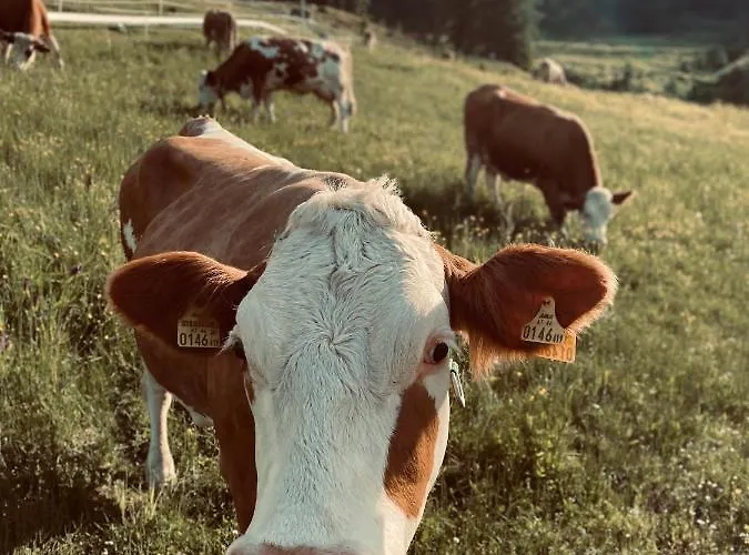 Stubihuettn Sonnenalpe Nassfeld